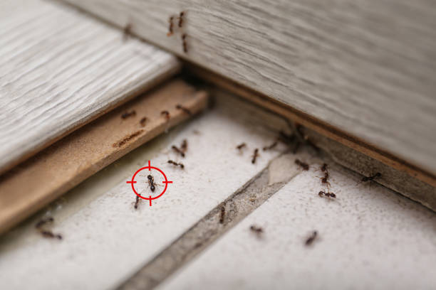 Best Insect Control  in North Las Vegas, NV