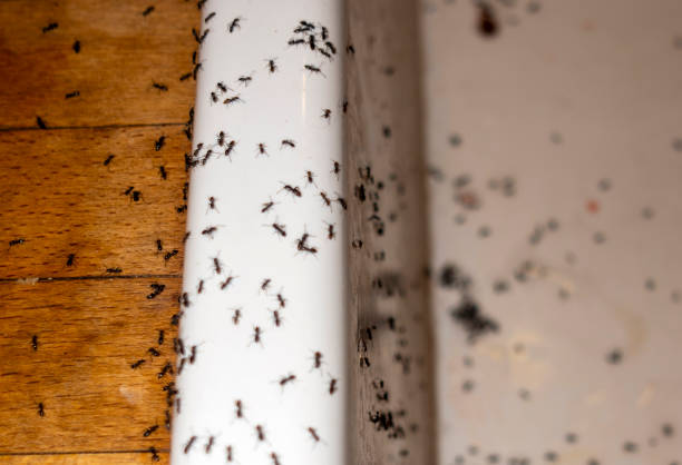 Best Pest Control Near Me in North Las Vegas, NV
